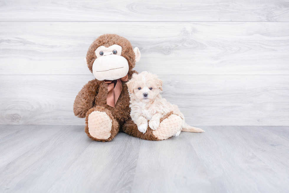 Best Maltipoo Baby