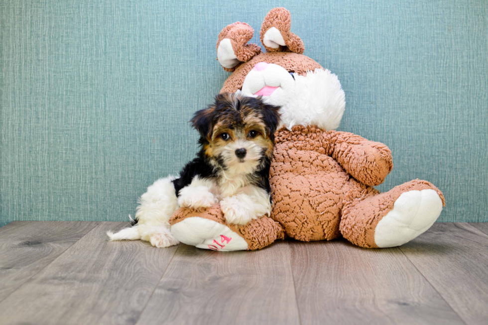 Hypoallergenic Yorkie Designer Puppy