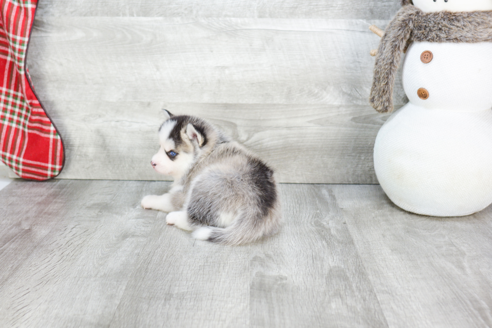 Sweet Pomsky Baby