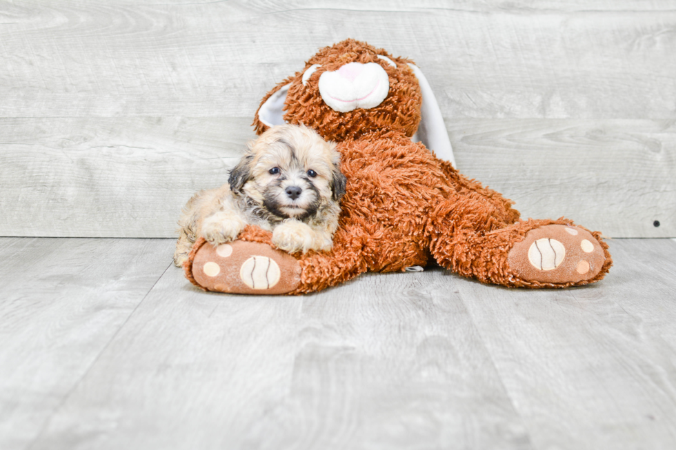 Teddy Bear Pup Being Cute