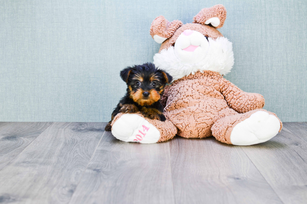 Meet Nugget - our Yorkshire Terrier Puppy Photo 