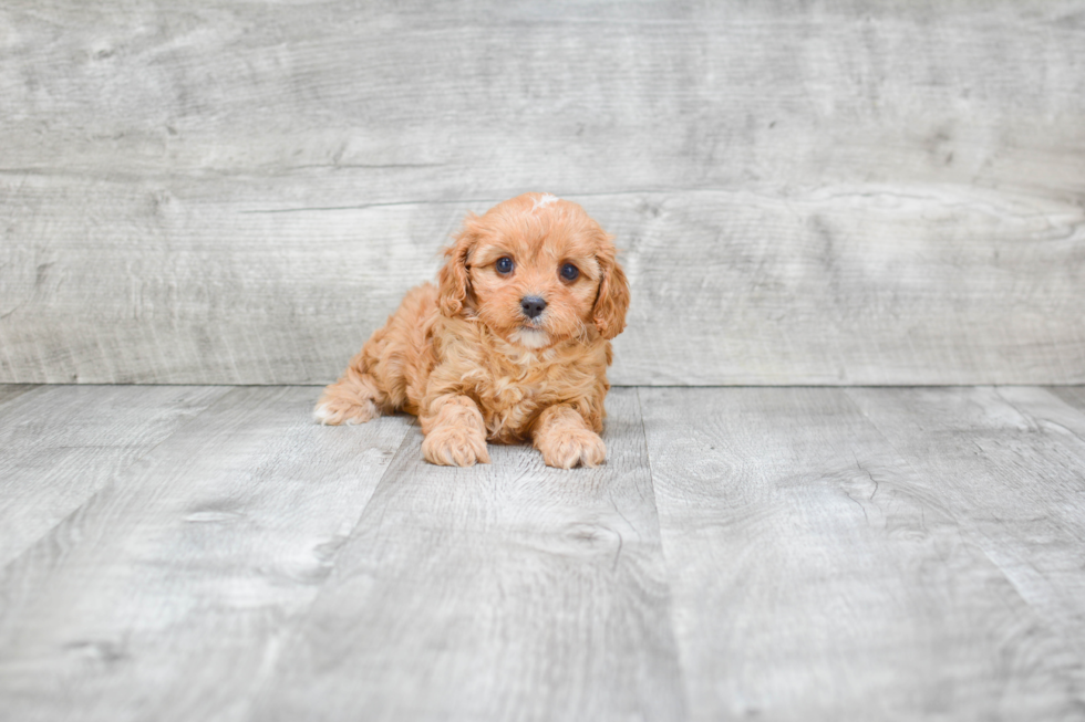 Adorable Cavoodle Poodle Mix Puppy