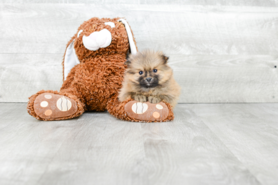 Funny Pomeranian Baby