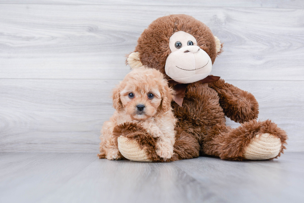 Hypoallergenic Cavoodle Poodle Mix Puppy