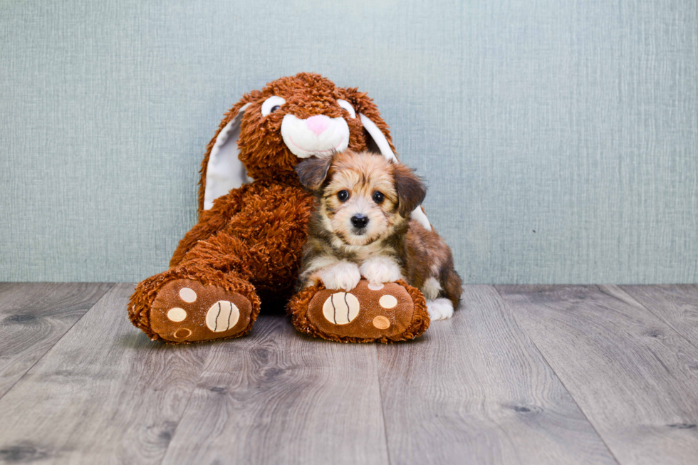 Little Yorkie Designer Puppy