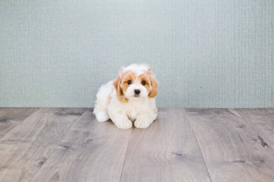 Playful Cavoodle Poodle Mix Puppy