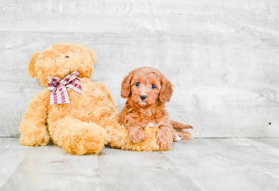 Cavapoo Puppy for Adoption