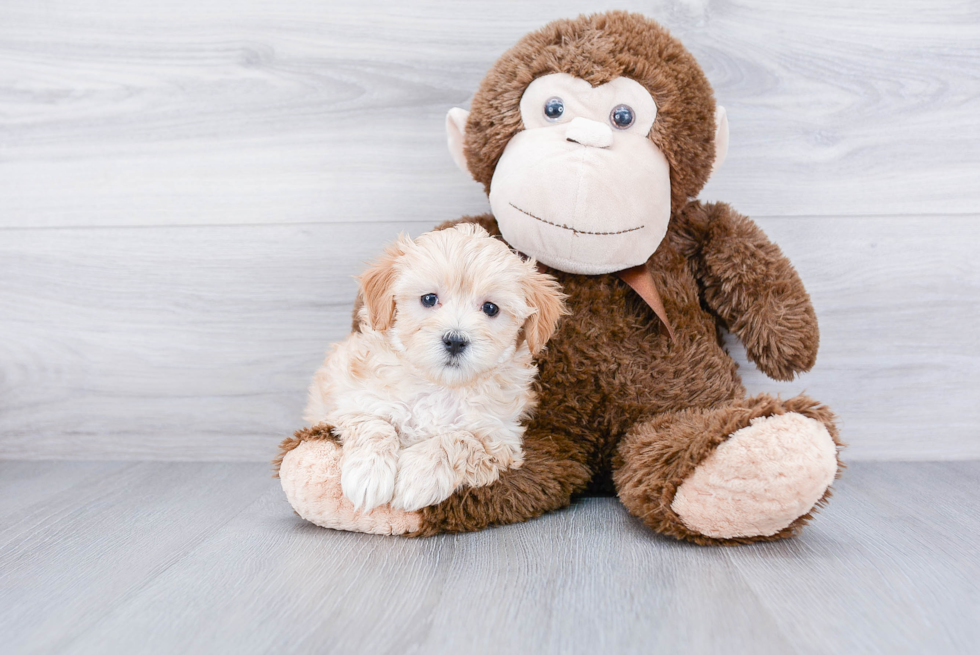 Best Maltipoo Baby