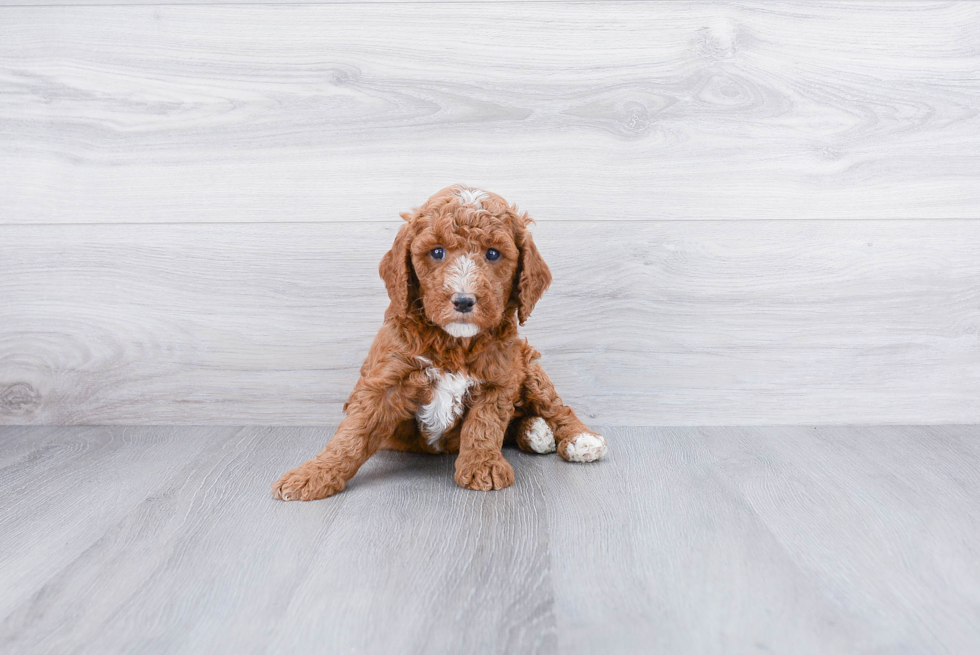 Happy Mini Goldendoodle Baby