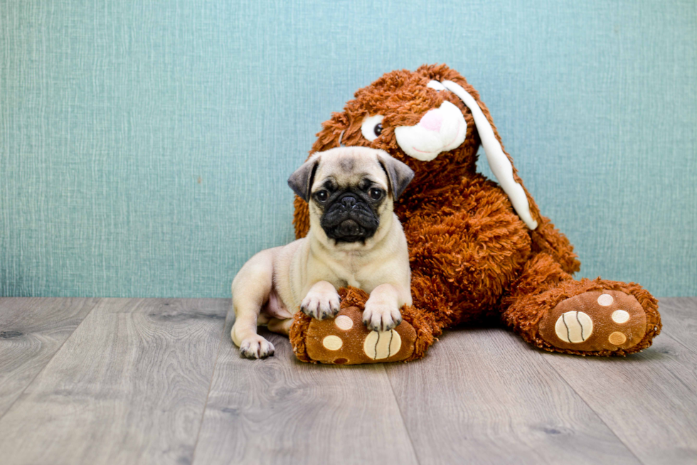 Hypoallergenic Pug Baby