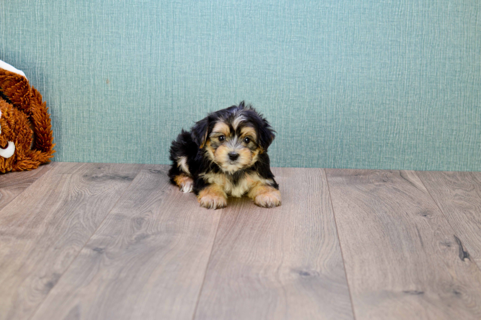 Little Yorkie Designer Puppy