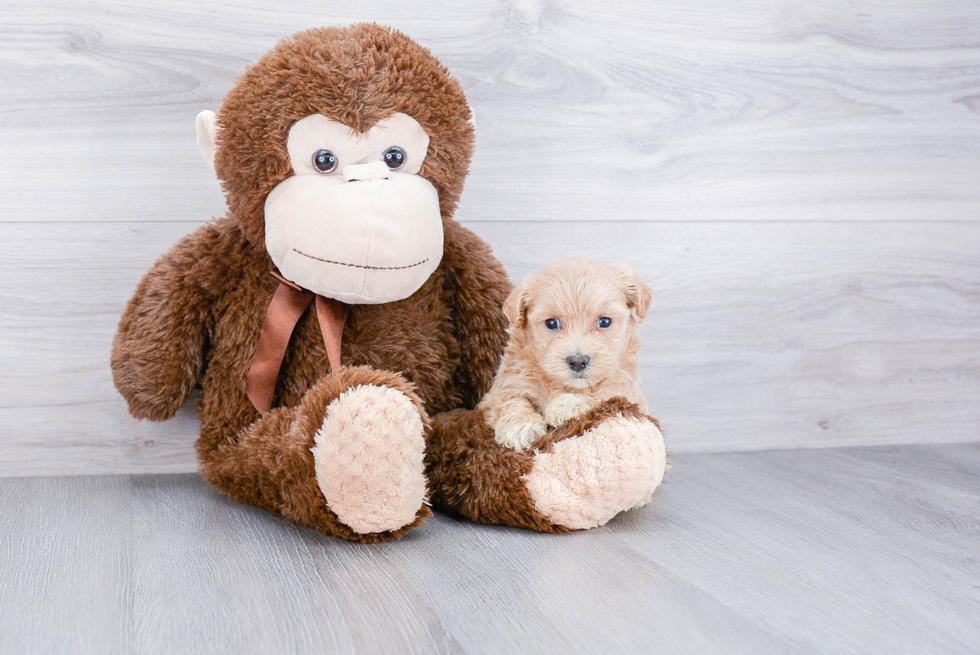 Playful Maltepoo Poodle Mix Puppy