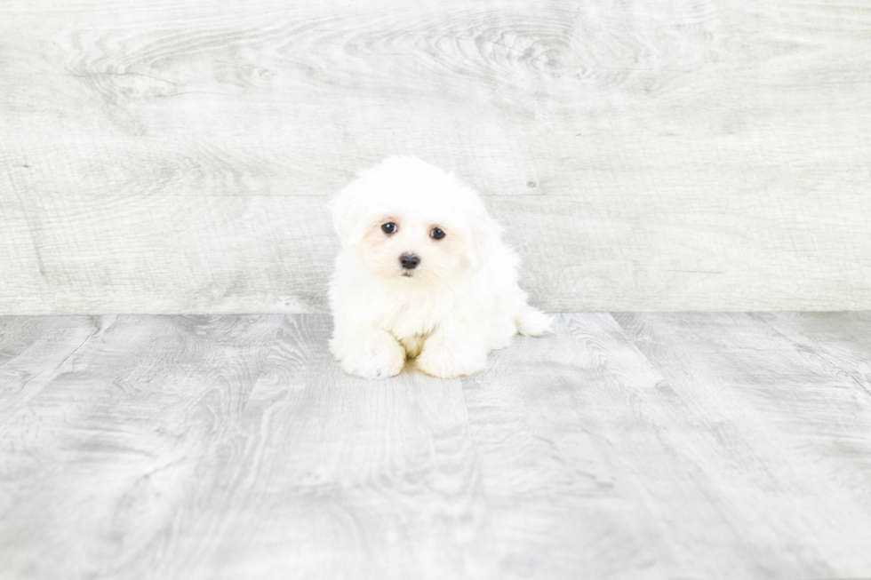 Best Maltese Baby