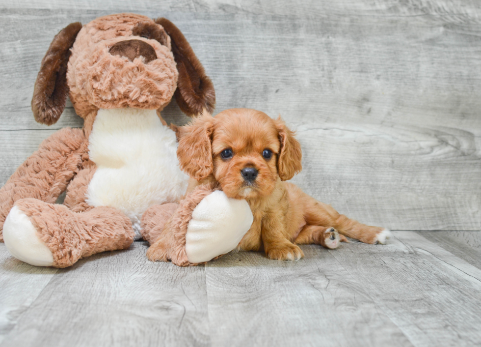 Adorable Cavalier King Charles Spaniel Purebred Puppy