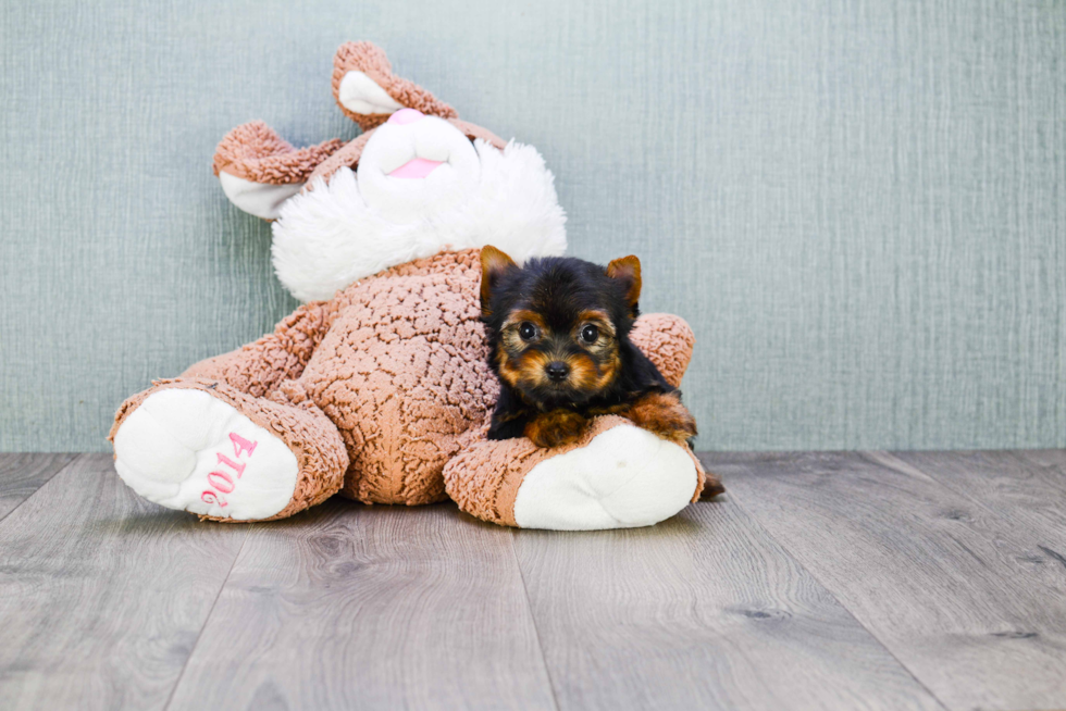 Meet Tinkerbell - our Yorkshire Terrier Puppy Photo 