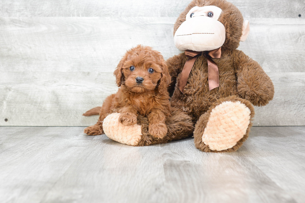 Cavapoo Puppy for Adoption