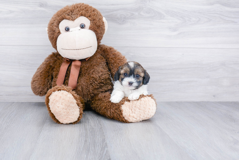 Fluffy Teddy Bear Designer Pup