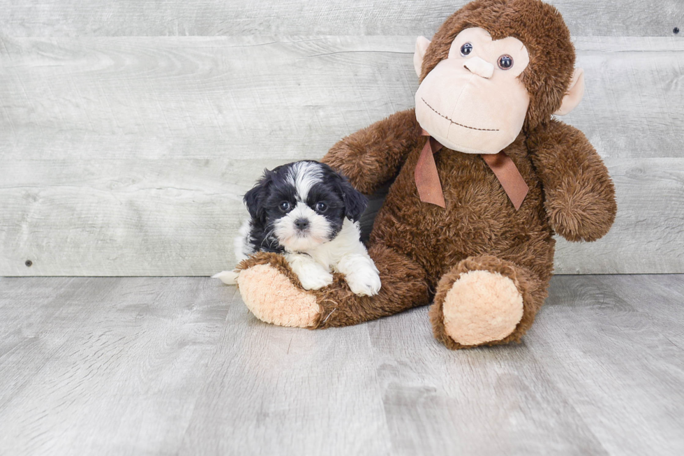 Teddy Bear Pup Being Cute