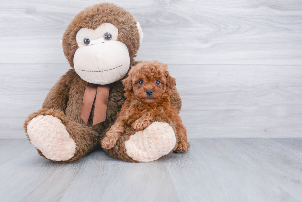 Cavapoo Puppy for Adoption