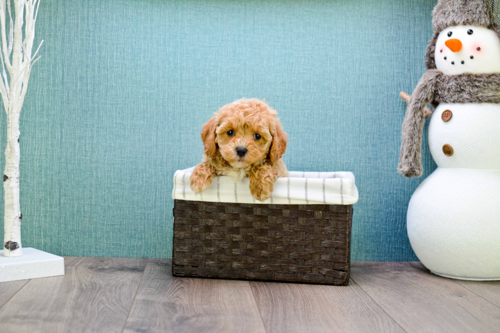 Cavapoo Puppy for Adoption