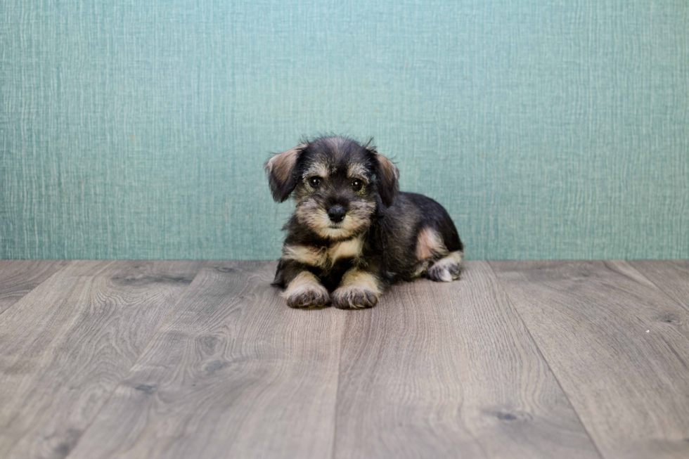 Mini Schnauzer Pup Being Cute