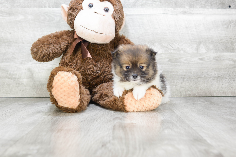 Pomeranian Puppy for Adoption