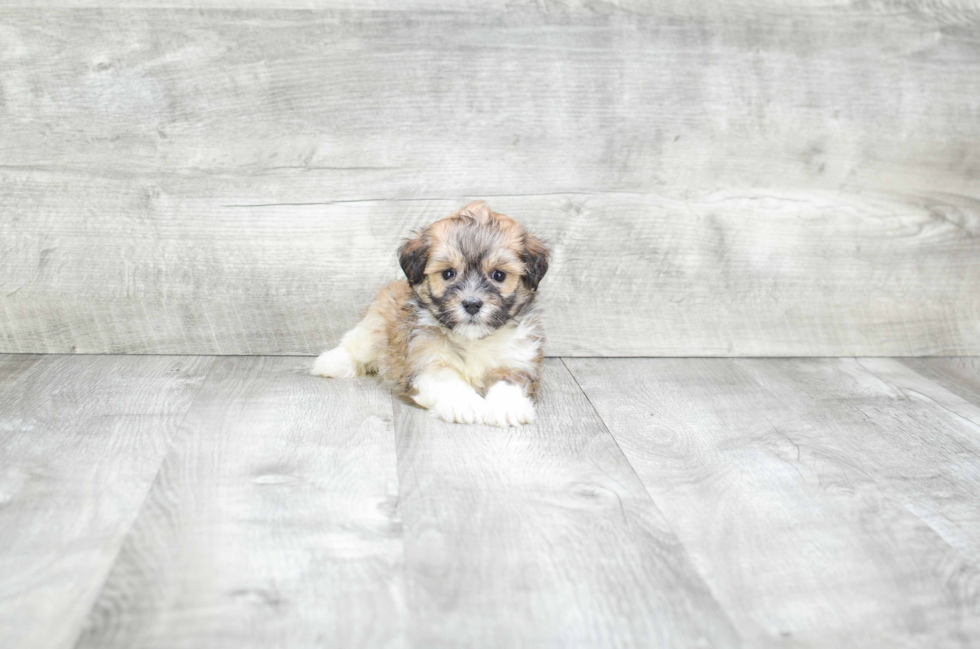 Havanese Puppy for Adoption