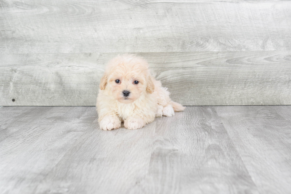 Friendly Maltipoo Baby