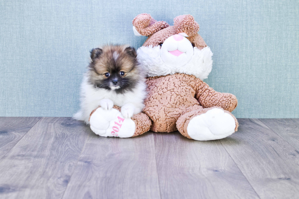 Pomeranian Pup Being Cute