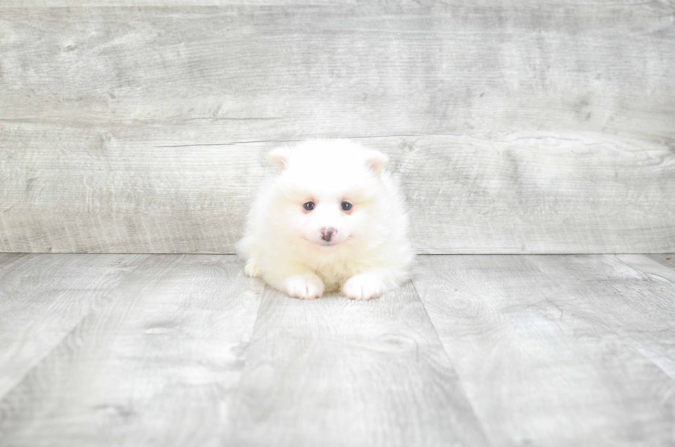 Pomeranian Puppy for Adoption