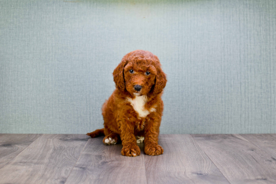 Small Mini Goldendoodle Baby