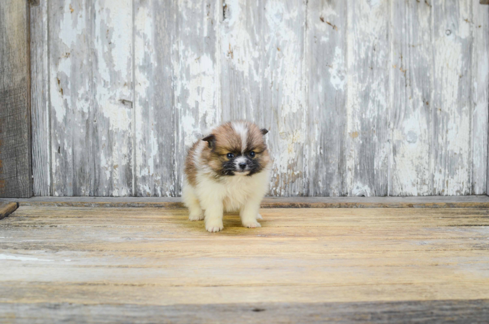 Hypoallergenic Pomeranian Purebred Pup