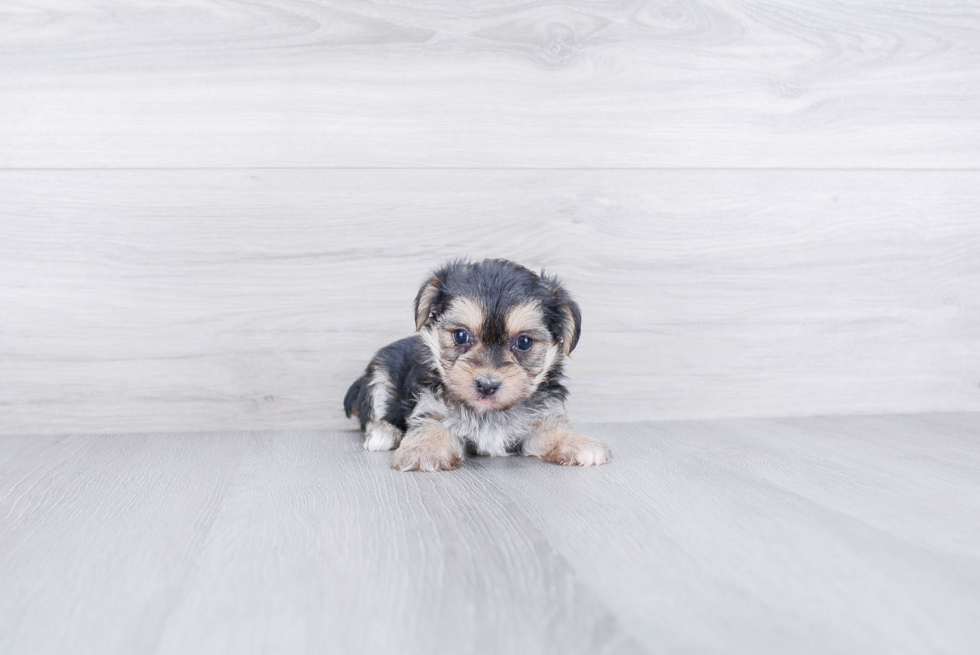 Funny Morkie Designer Pup