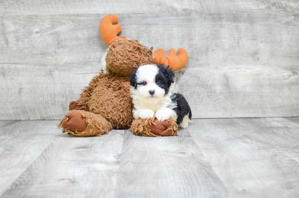 Petite Mini Aussiedoodle Poodle Mix Pup