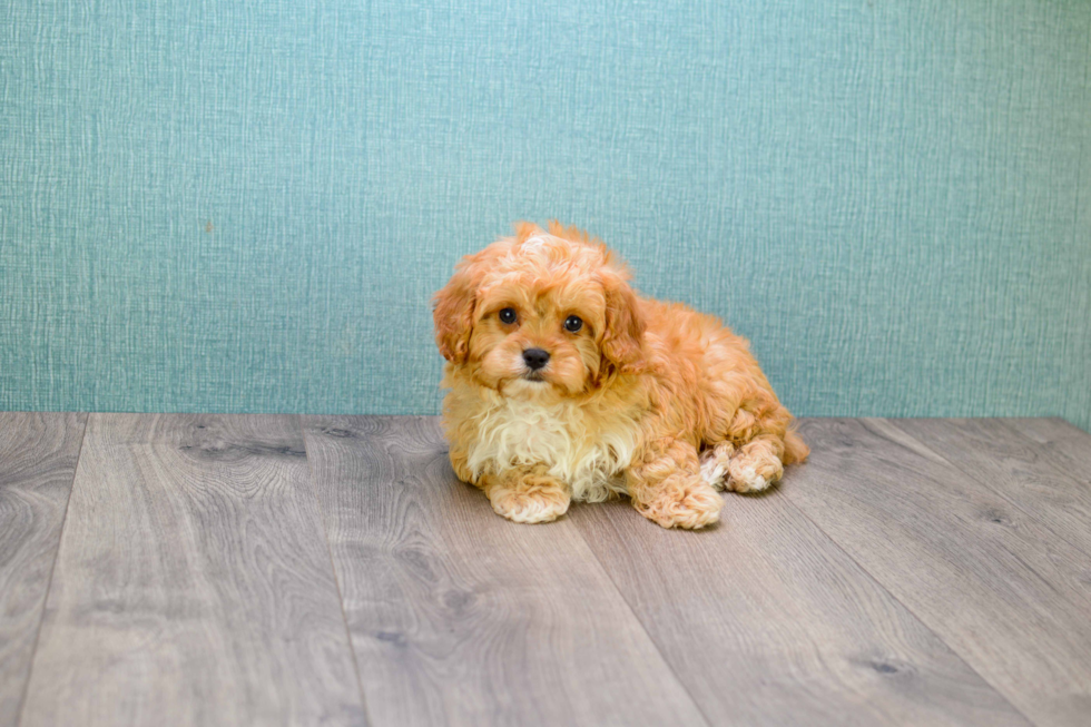 Cavapoo Pup Being Cute