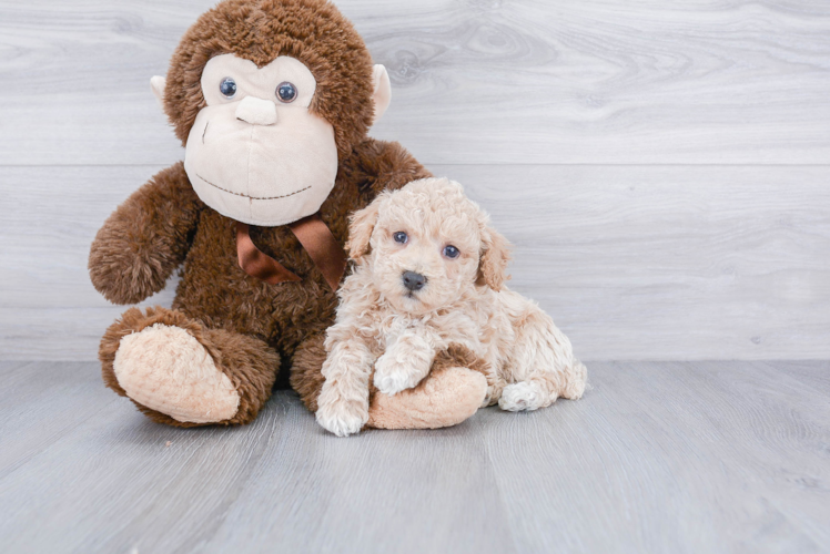 Cute Maltipoo Baby