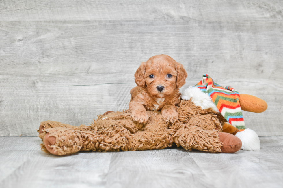 Happy Cavapoo Baby