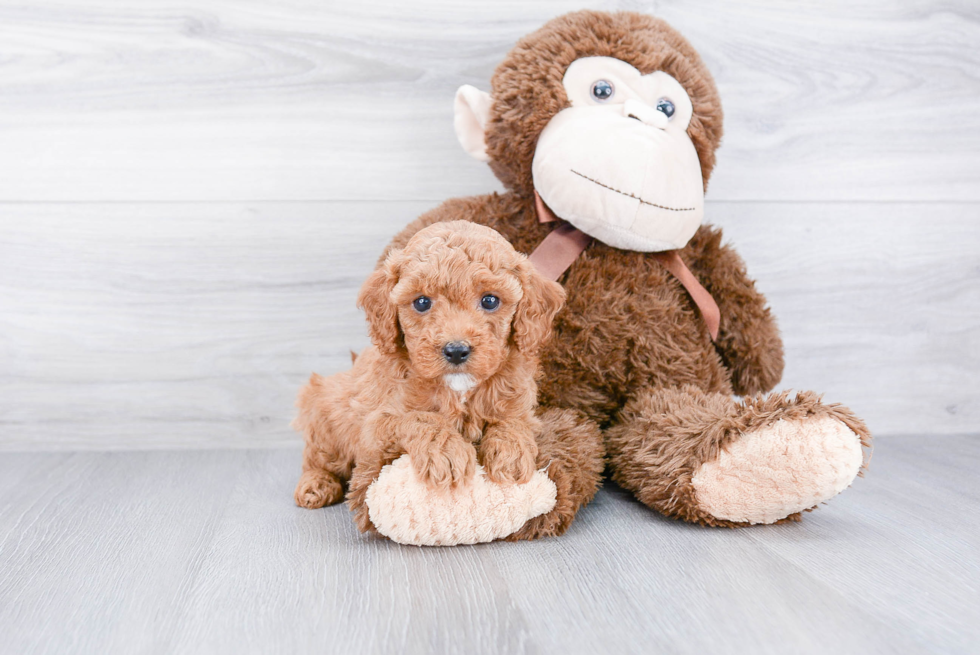 Popular Cavapoo Poodle Mix Pup