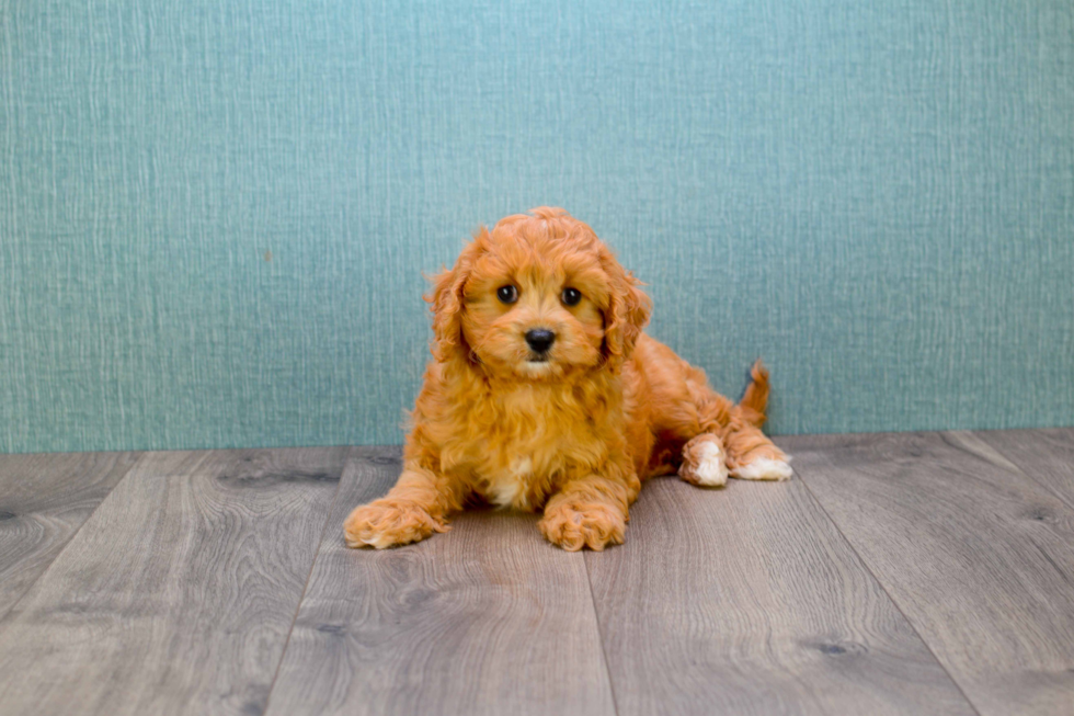 Cavapoo Puppy for Adoption