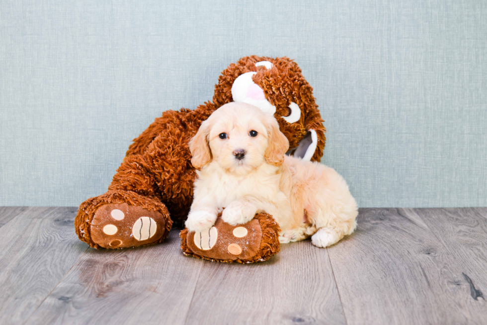 Fluffy Mini Goldendoodle Poodle Mix Pup