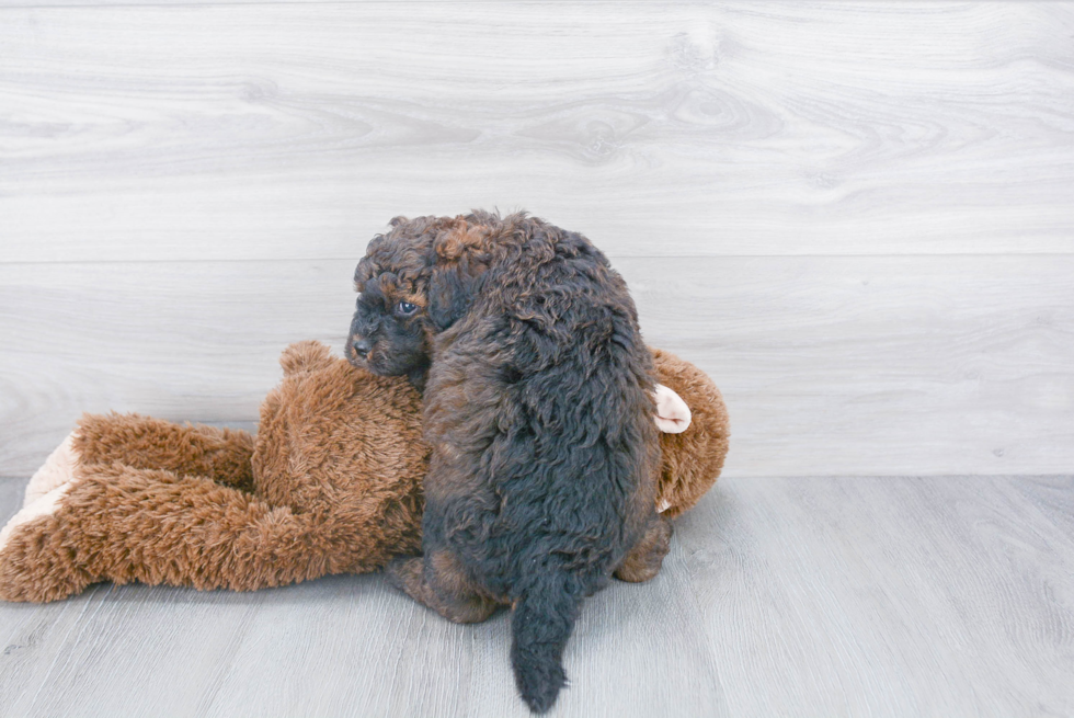 Little Mini Berniedoodle Poodle Mix Puppy