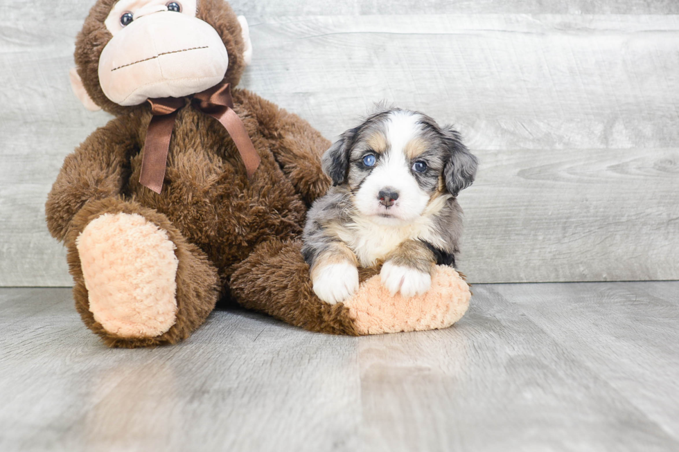 Friendly Mini Bernedoodle Baby