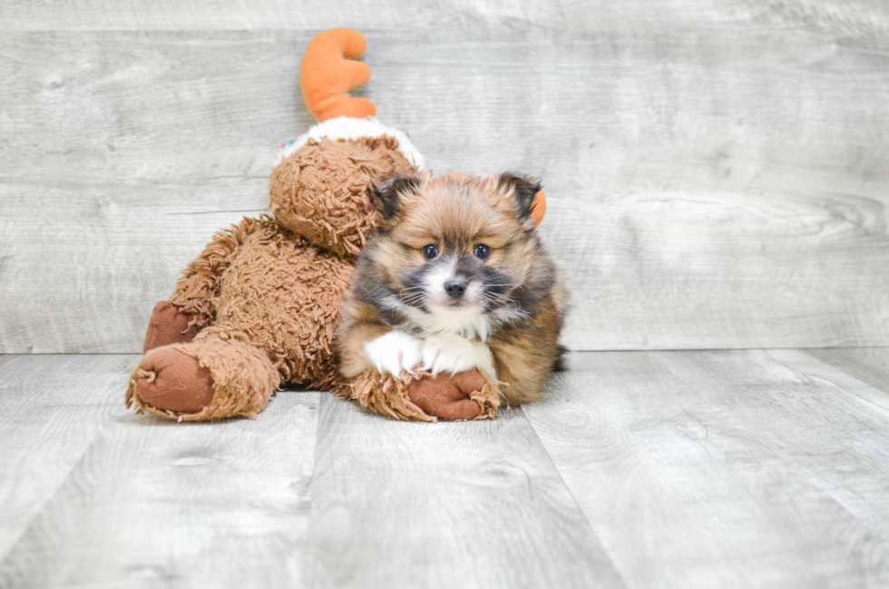 Pomeranian Puppy for Adoption