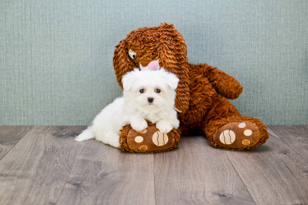 Popular Maltese Baby