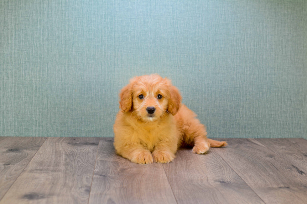 Mini Goldendoodle Puppy for Adoption