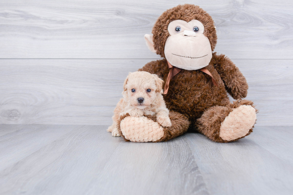 Maltipoo Pup Being Cute
