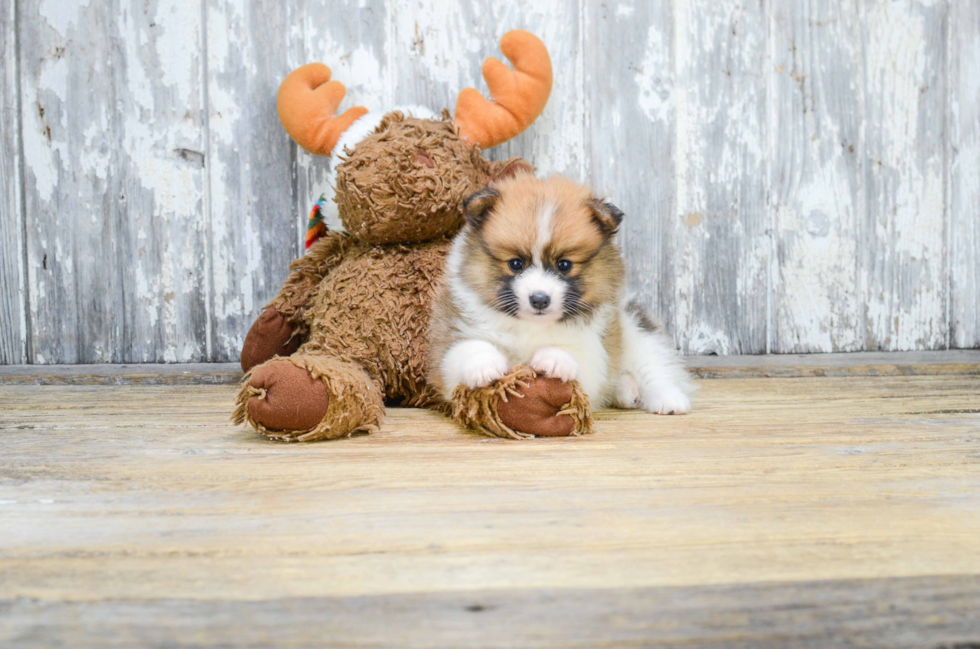 Pomeranian Puppy for Adoption