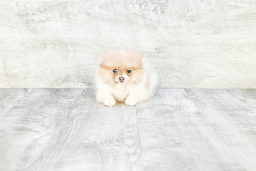 Popular Pomeranian Baby