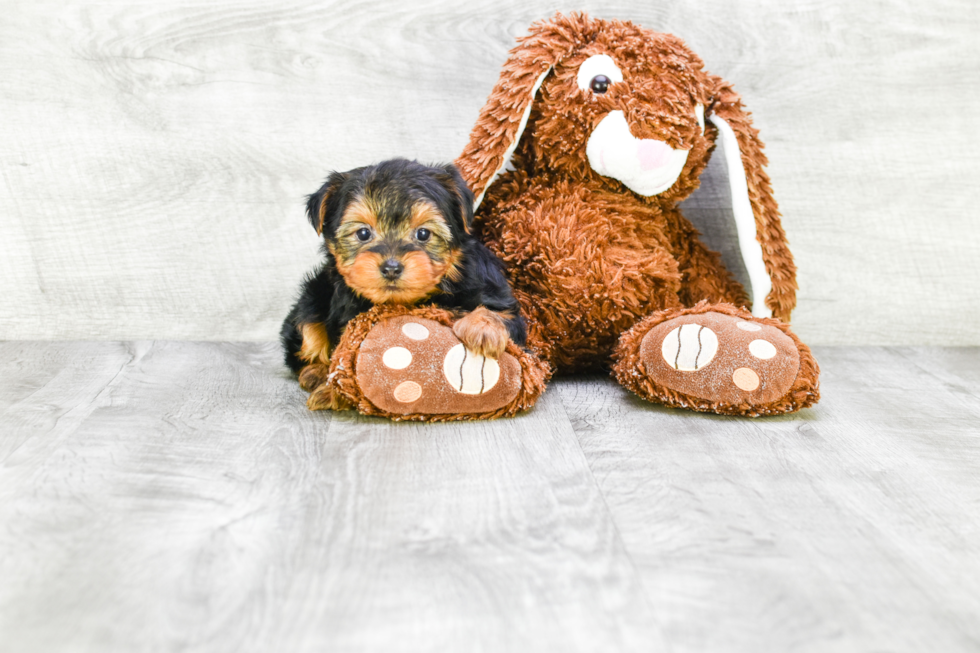 Meet Timmy - our Yorkshire Terrier Puppy Photo 