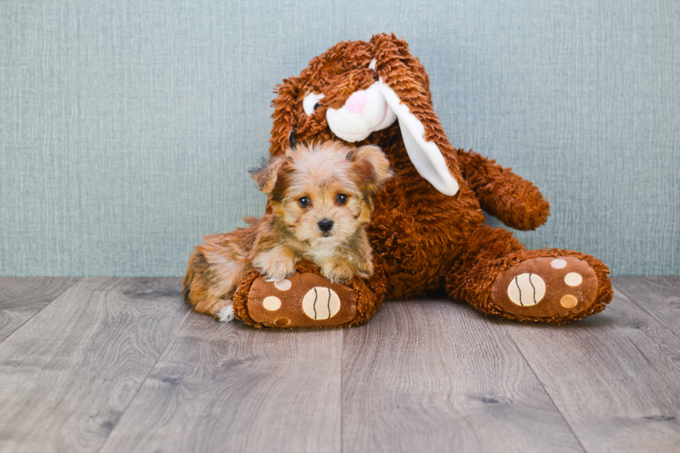 Smart Morkie Designer Pup